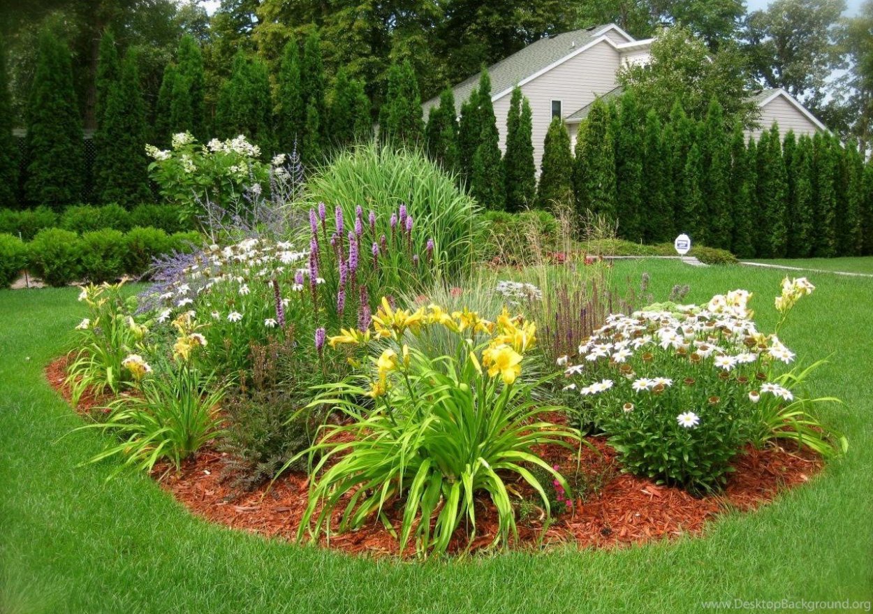 Гортензия астильба Хоста