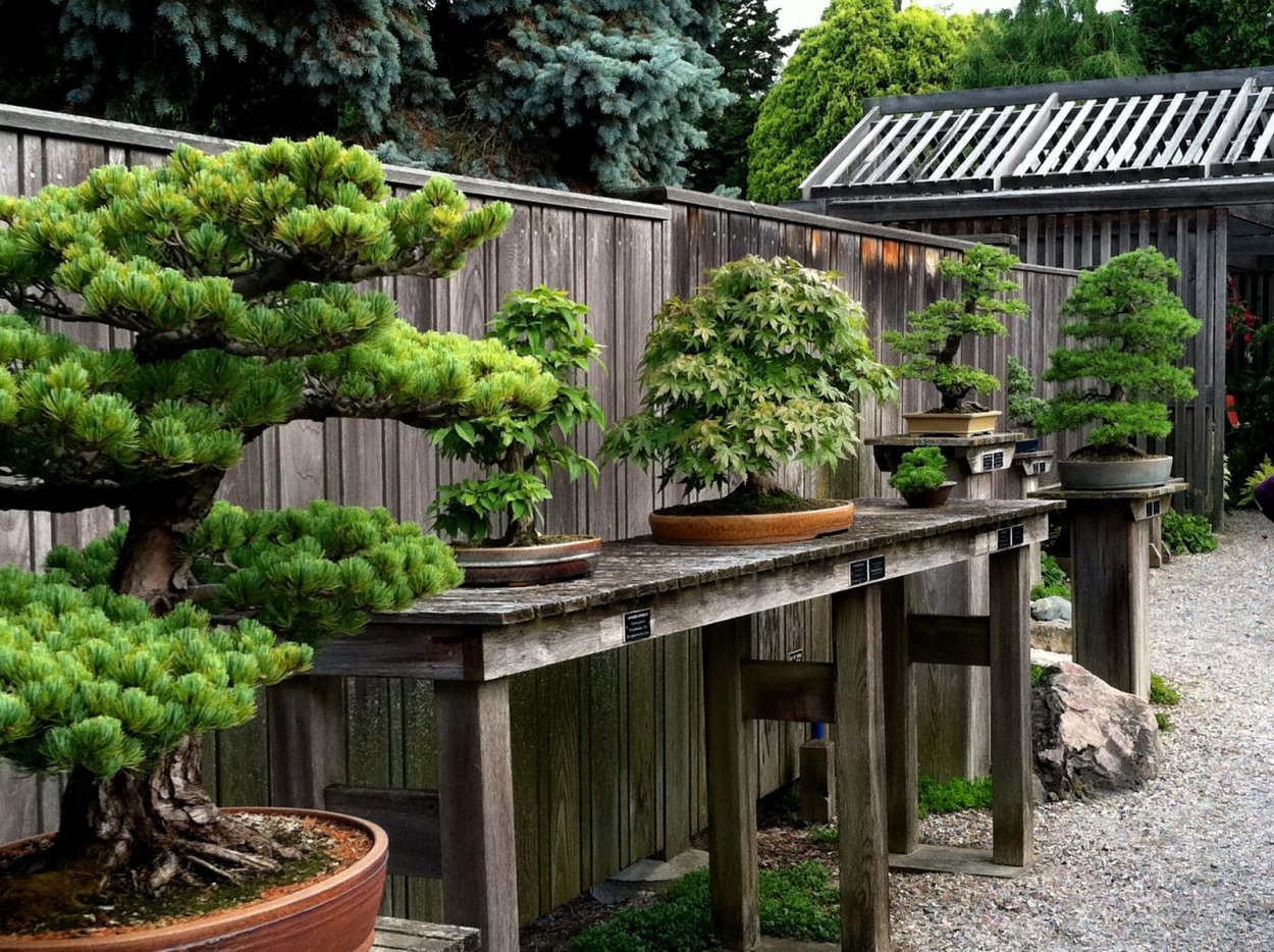 Сосна Горная ниваки