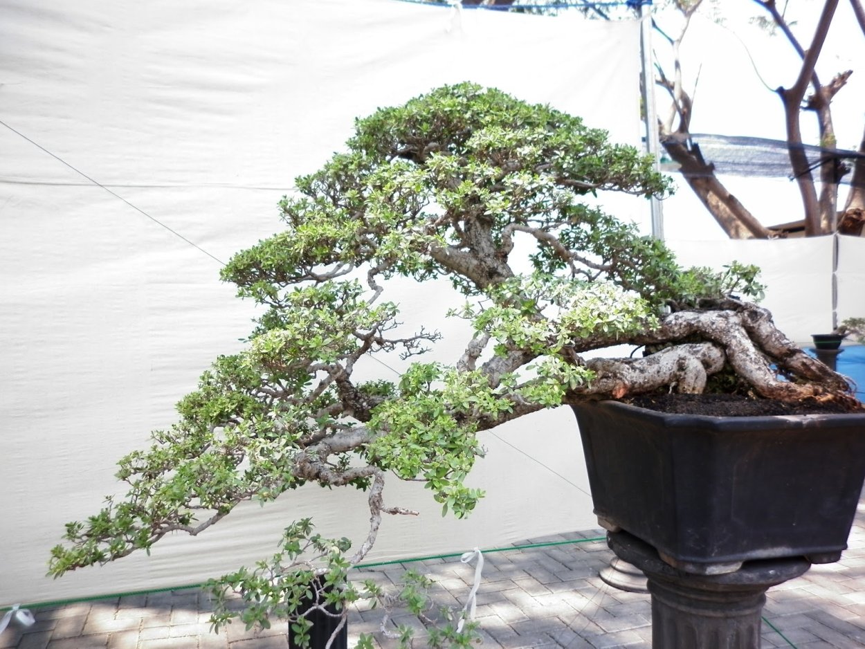 Фикус Карика инжир бонсай