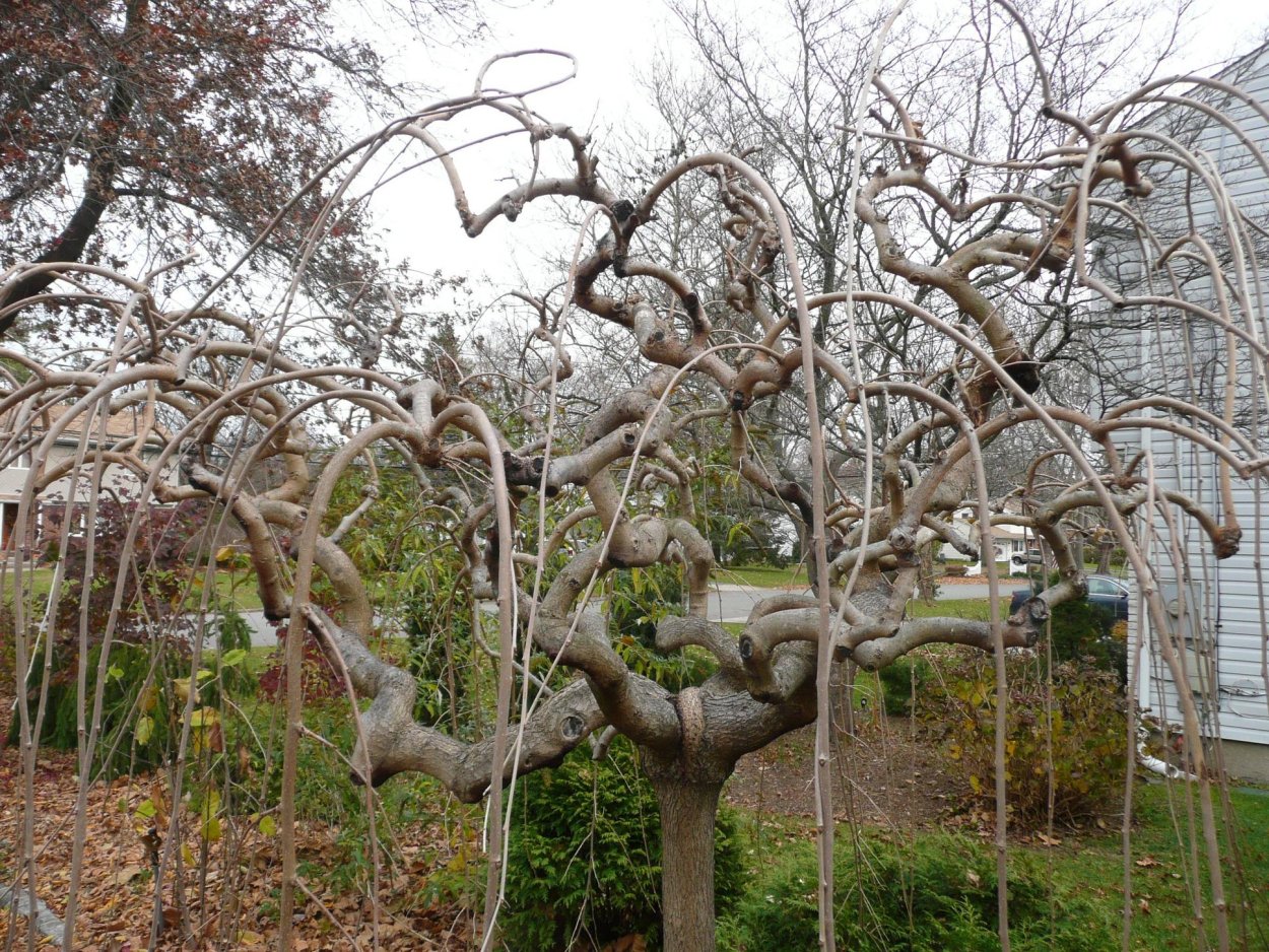 Шелковица бонсай