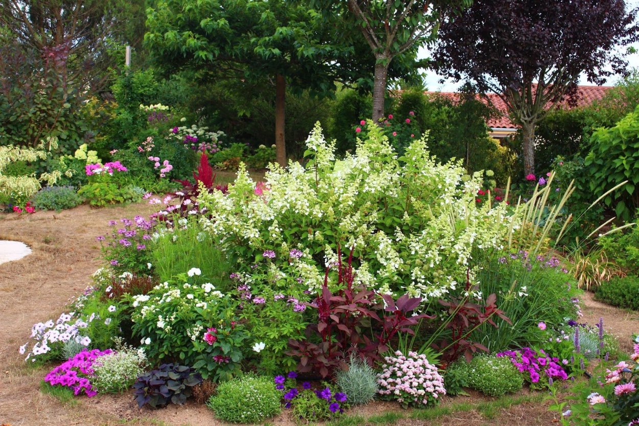 Хоста лилейник миксбордер