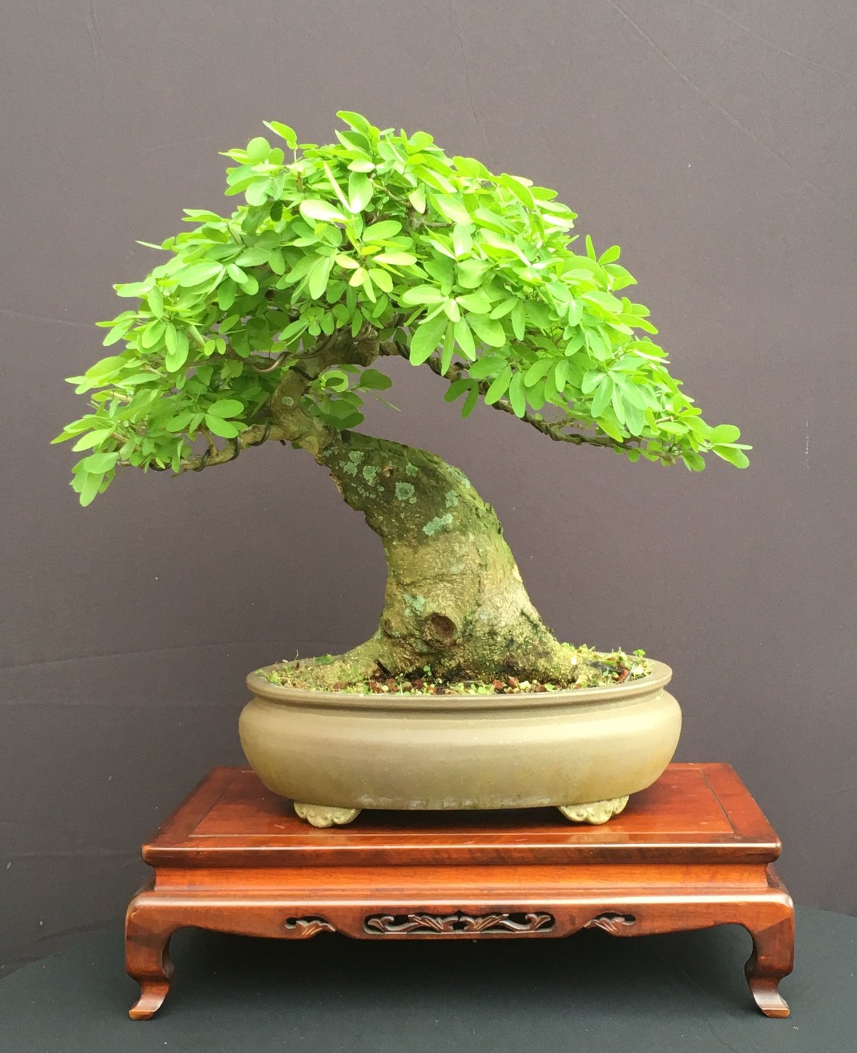 Сейба бонсай