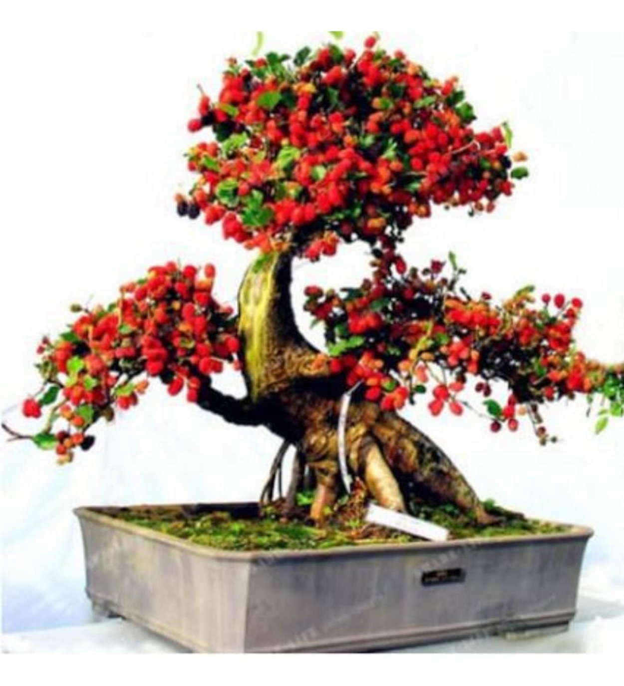 Бонсай Тюхин