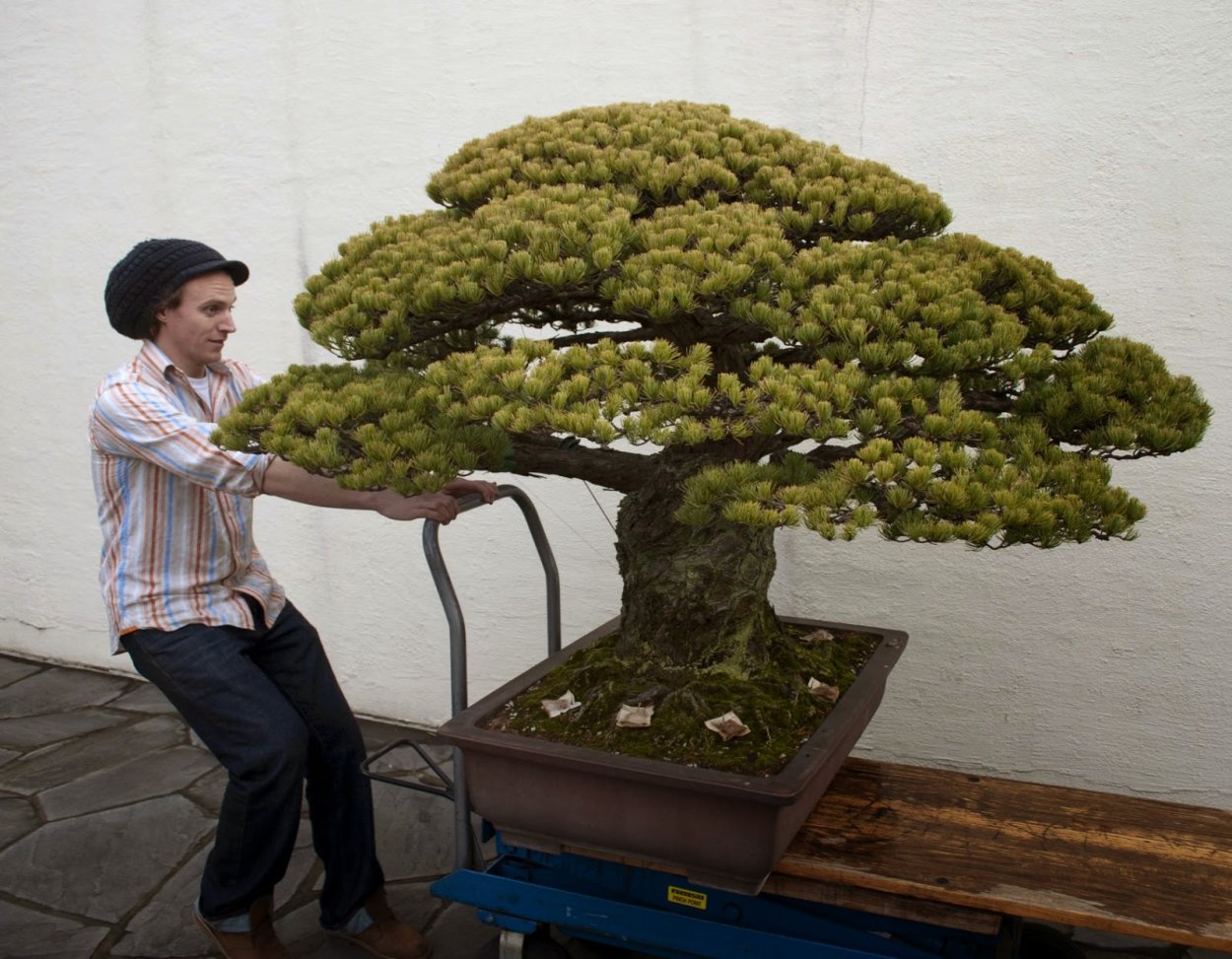 Шелковица карликовая Dwarf Mulberry Morus Issai