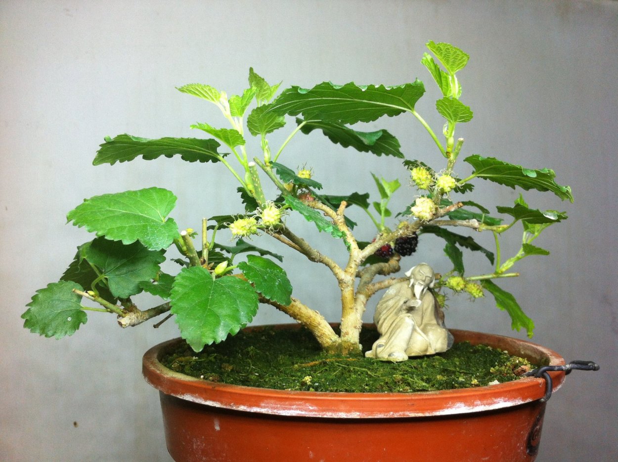 Morus nigra бонсай