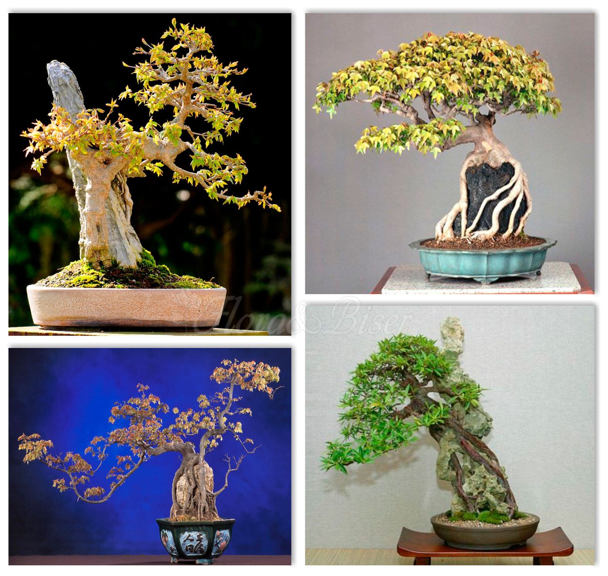 Эксклюзивные деревья