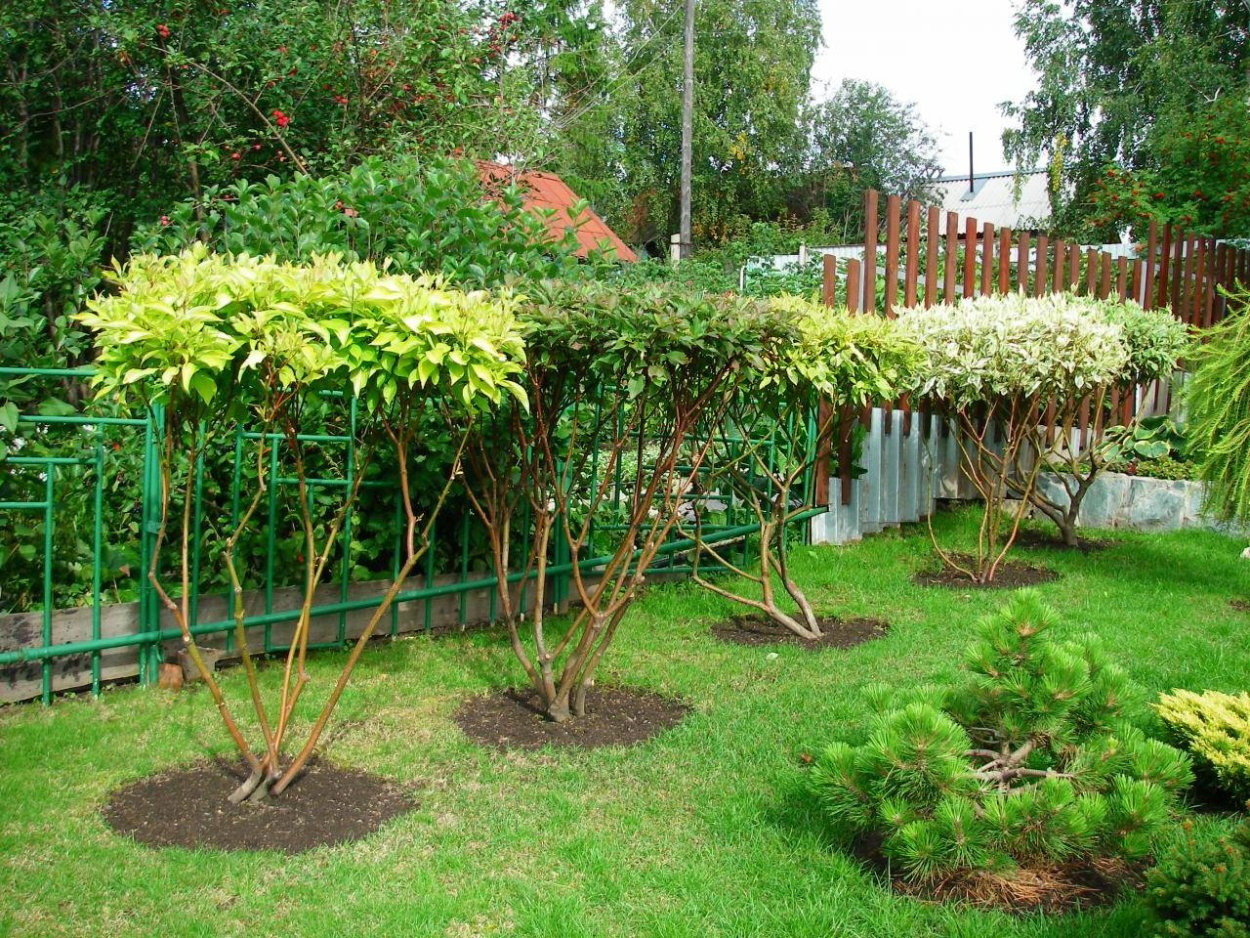 Шелковица плакучая омолаживание