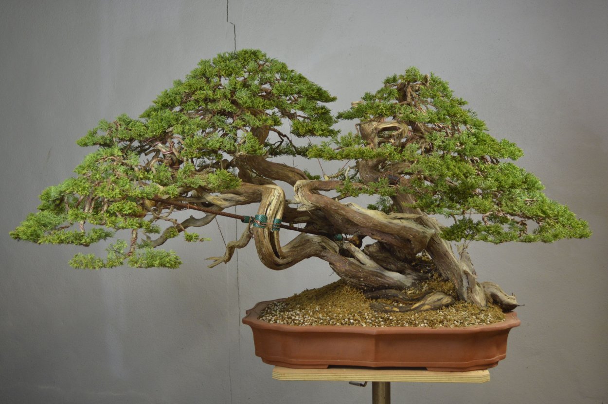 Бонсай орешник