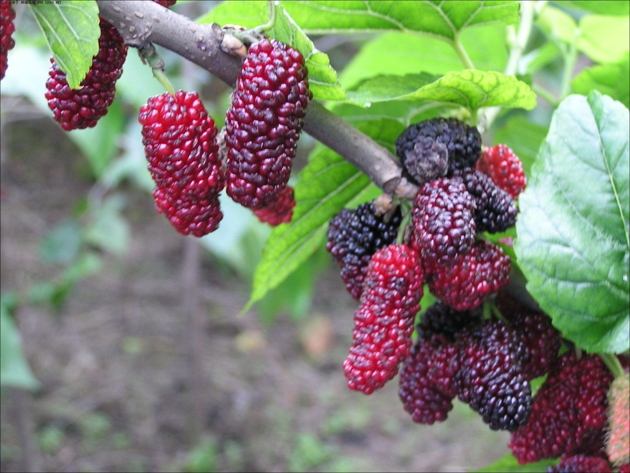 Дерен краснолистный