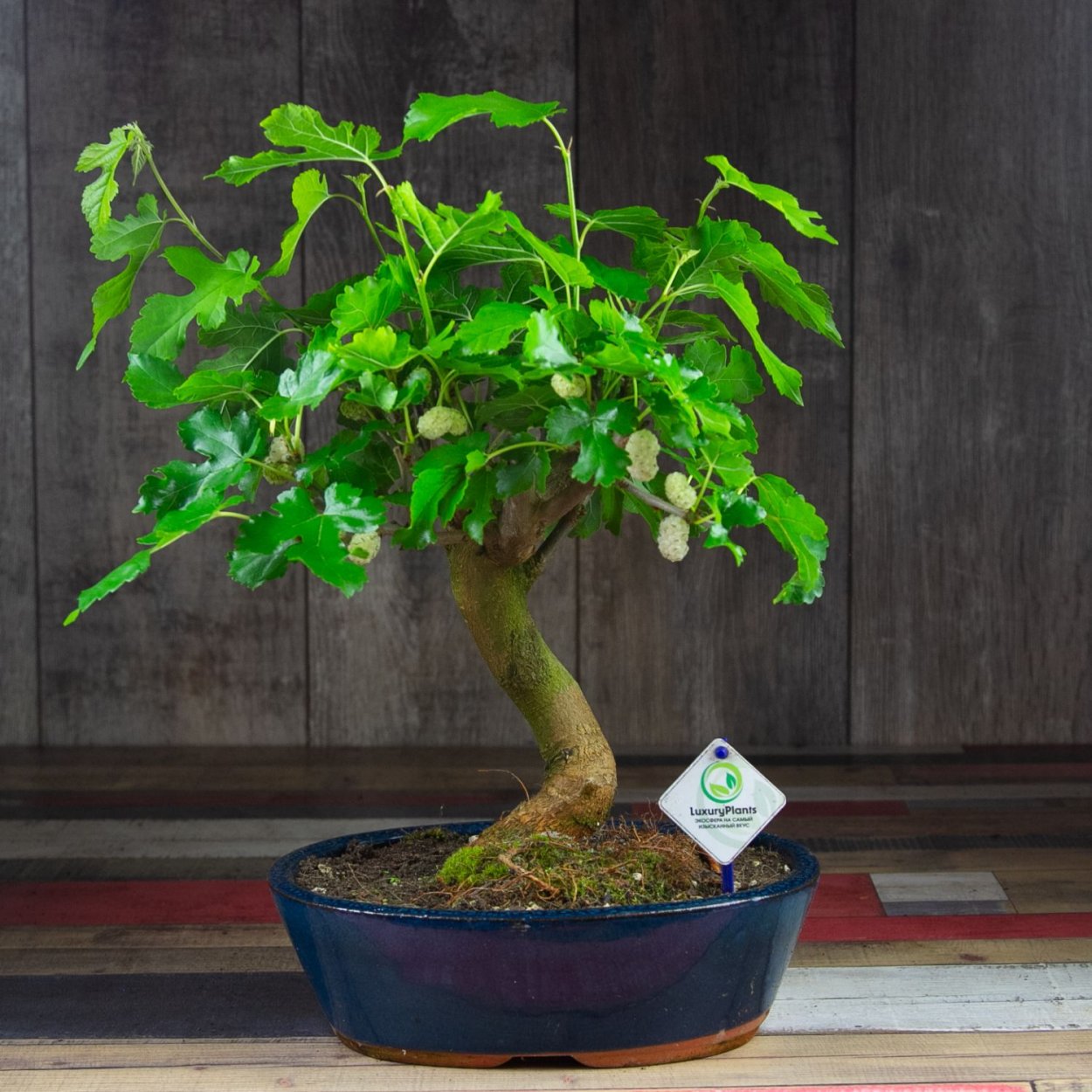 Шелковица бонсай