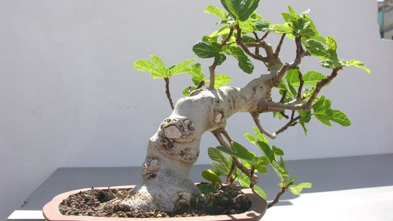 Бонсай из сосны схема обрезки