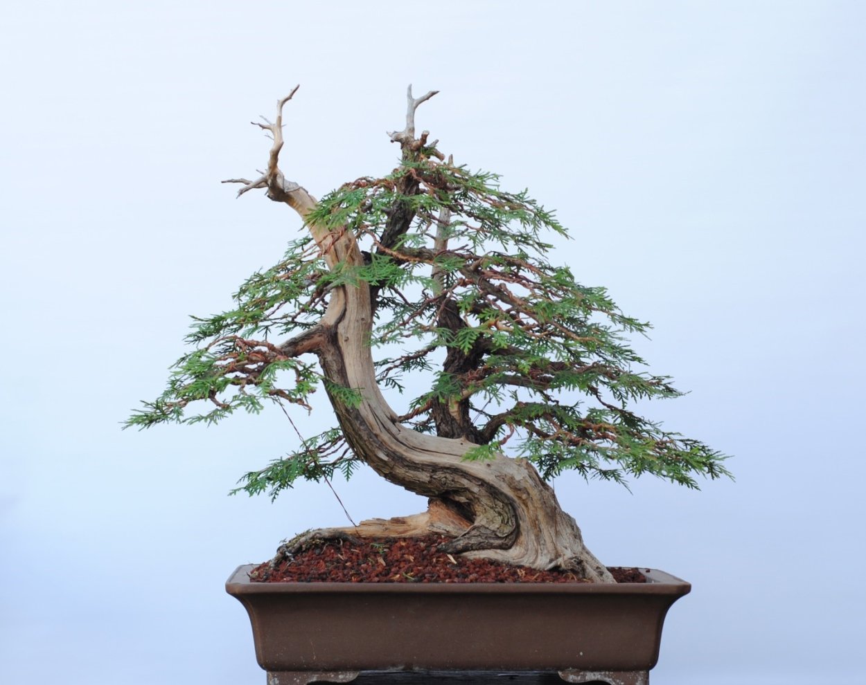 Бонсай смородина