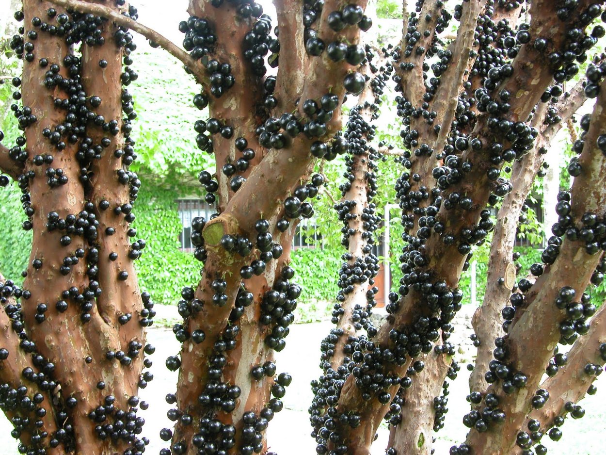 Santigi Mawar Bonsai