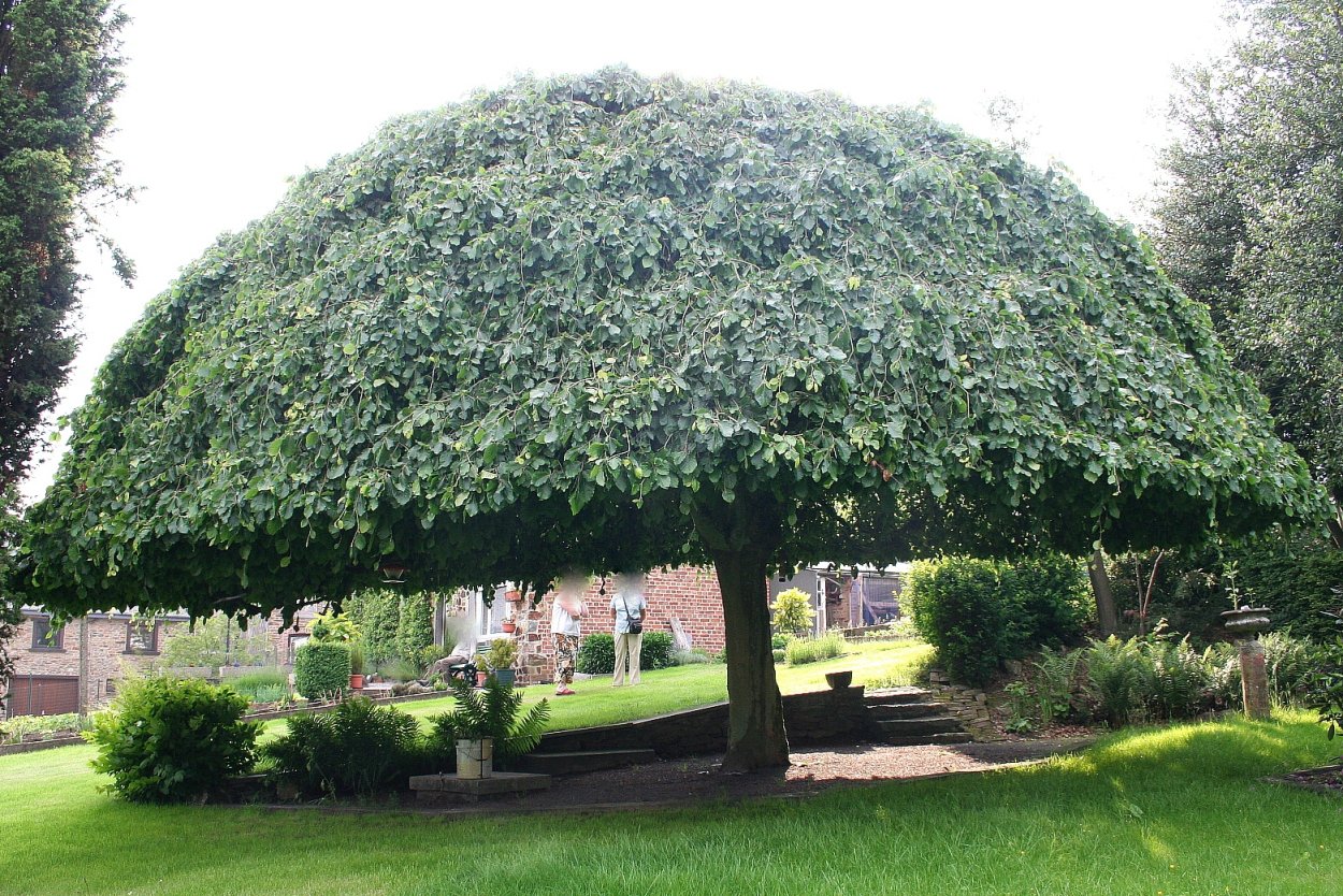 Вяз шершавый Camperdownii