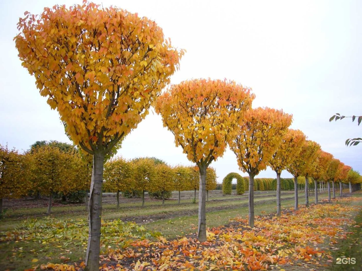 Вяз приземистый Ulmus pumila