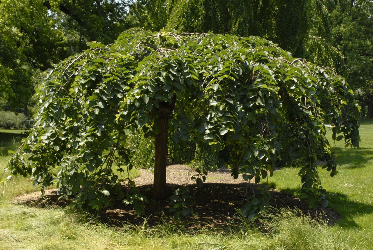 Антураж стаффаж деревья