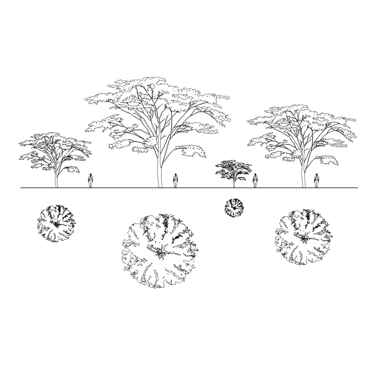 Клен остролистный Глобозум
