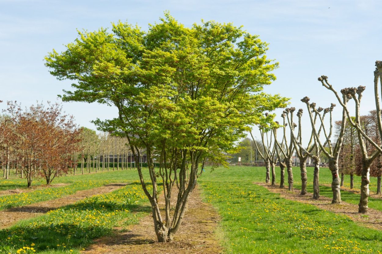Ива ломкая (шаровидная) Salix fragilis