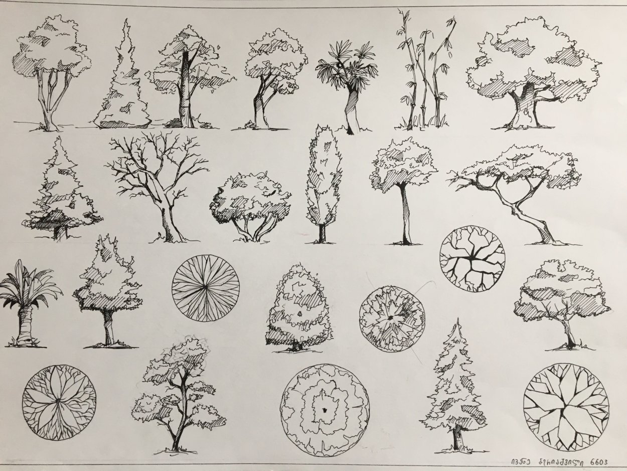 Зонтичная Акация в Африке