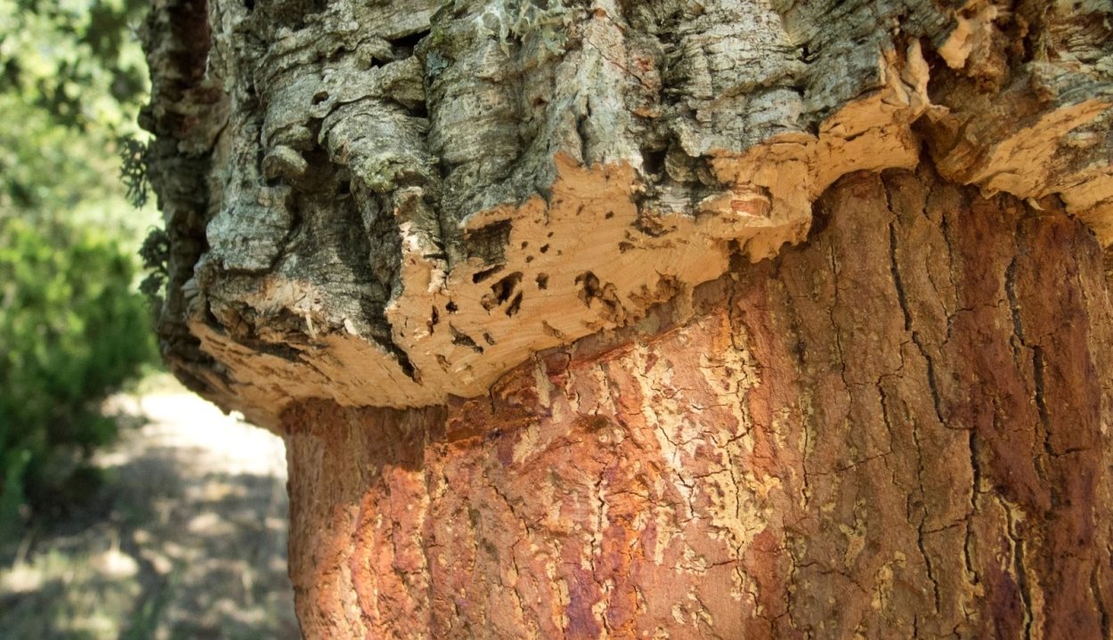 Хлопковое дерево Сейба