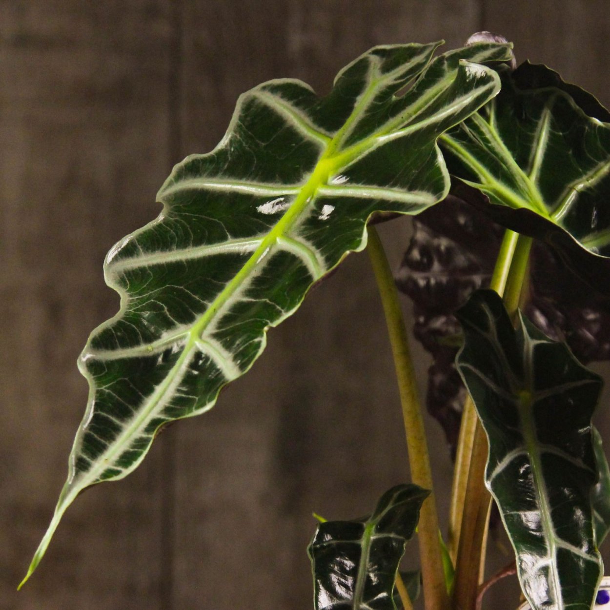 Алоказия зебрина Alocasia Zebrina