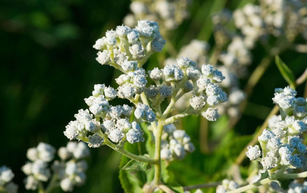 Цинхона красносоковая