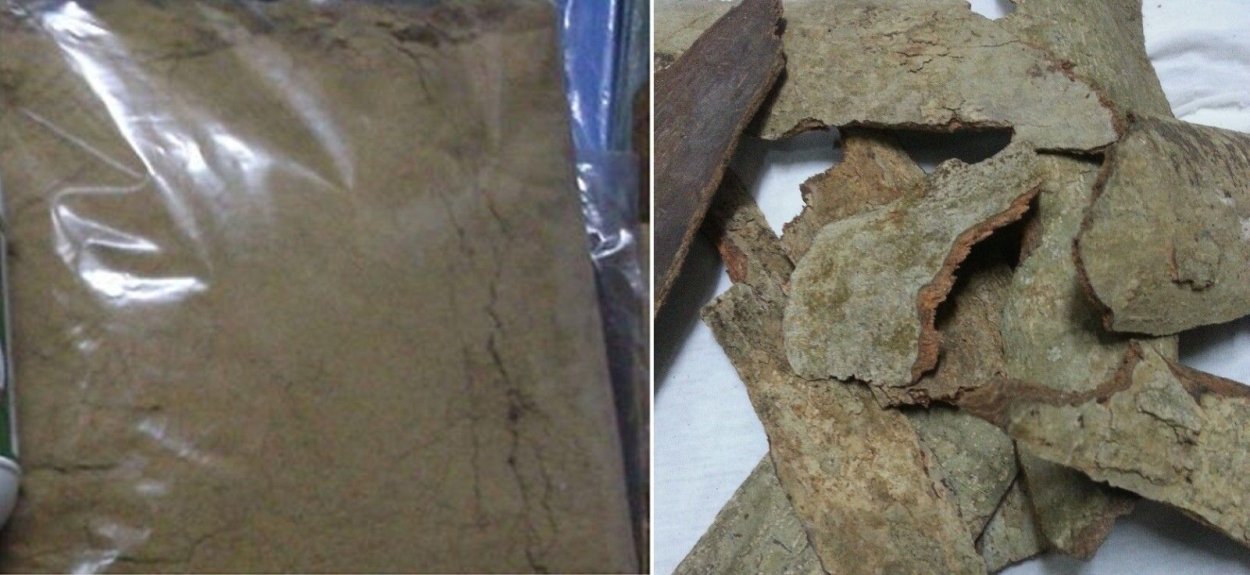 Коричное дерево Шри-Ланка