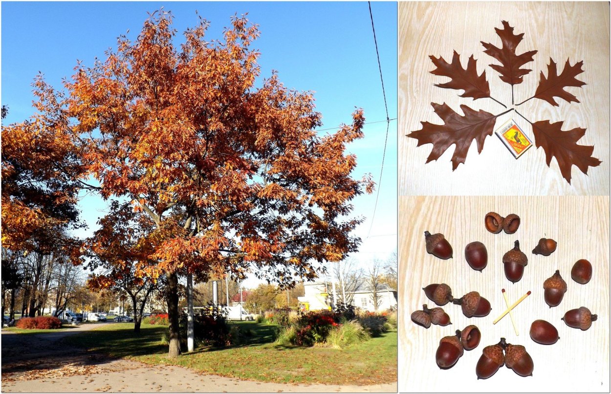 Дуб красный, Северный Quercus rubra