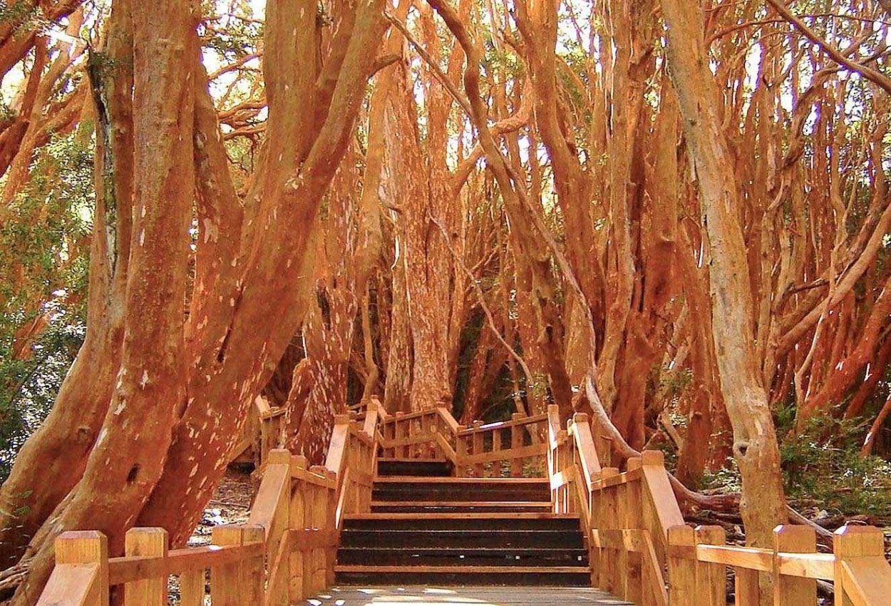 Хлопковое дерево Сейба