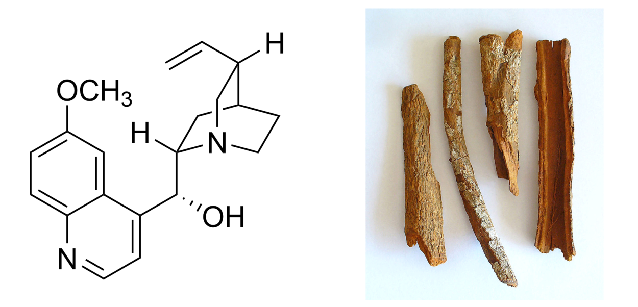 Кора хинного дерева