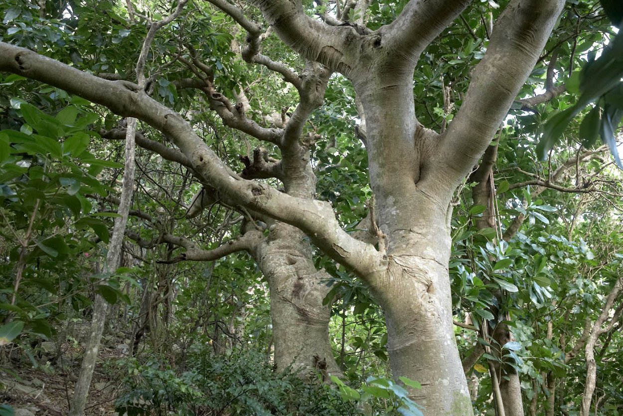 Дерево Хиноки кора