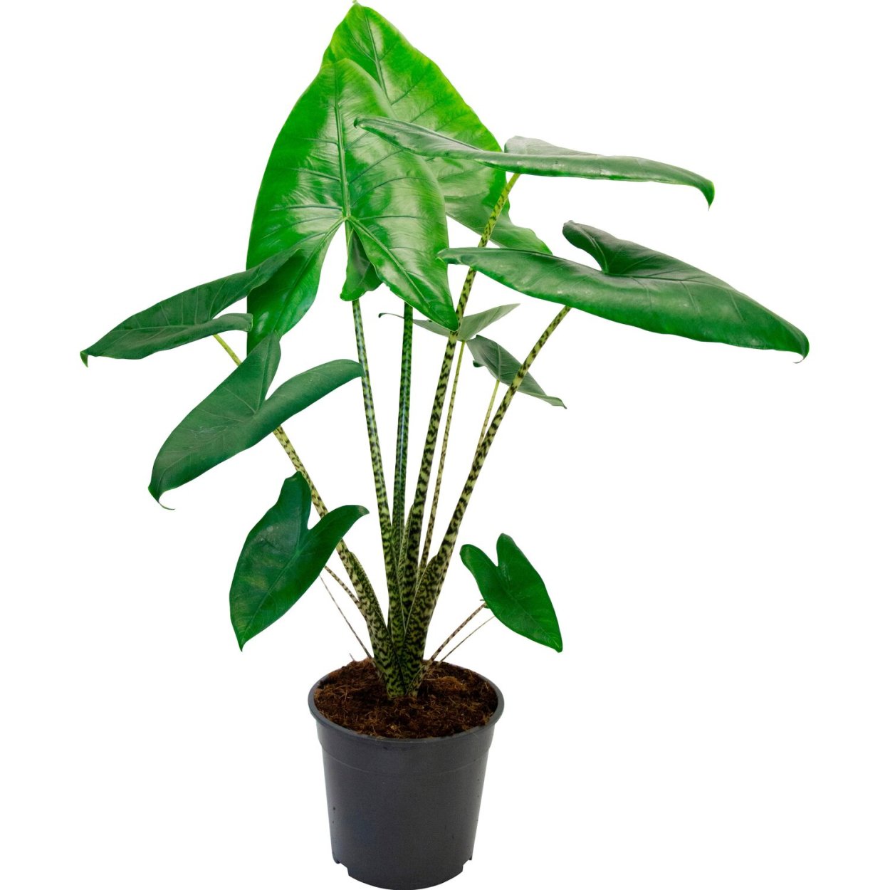 Алоказия зебрина черная