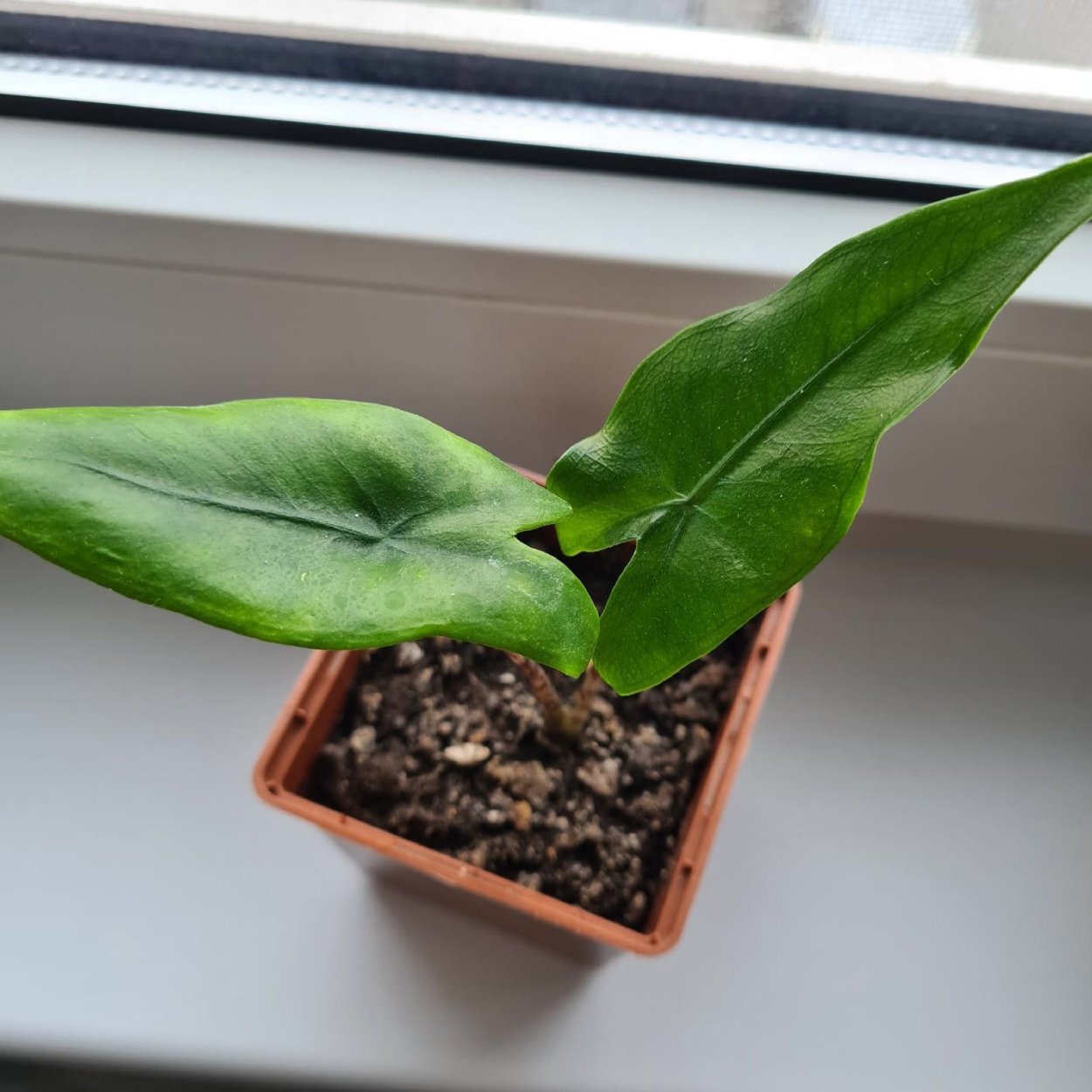 Алоказия Блэк зебрина