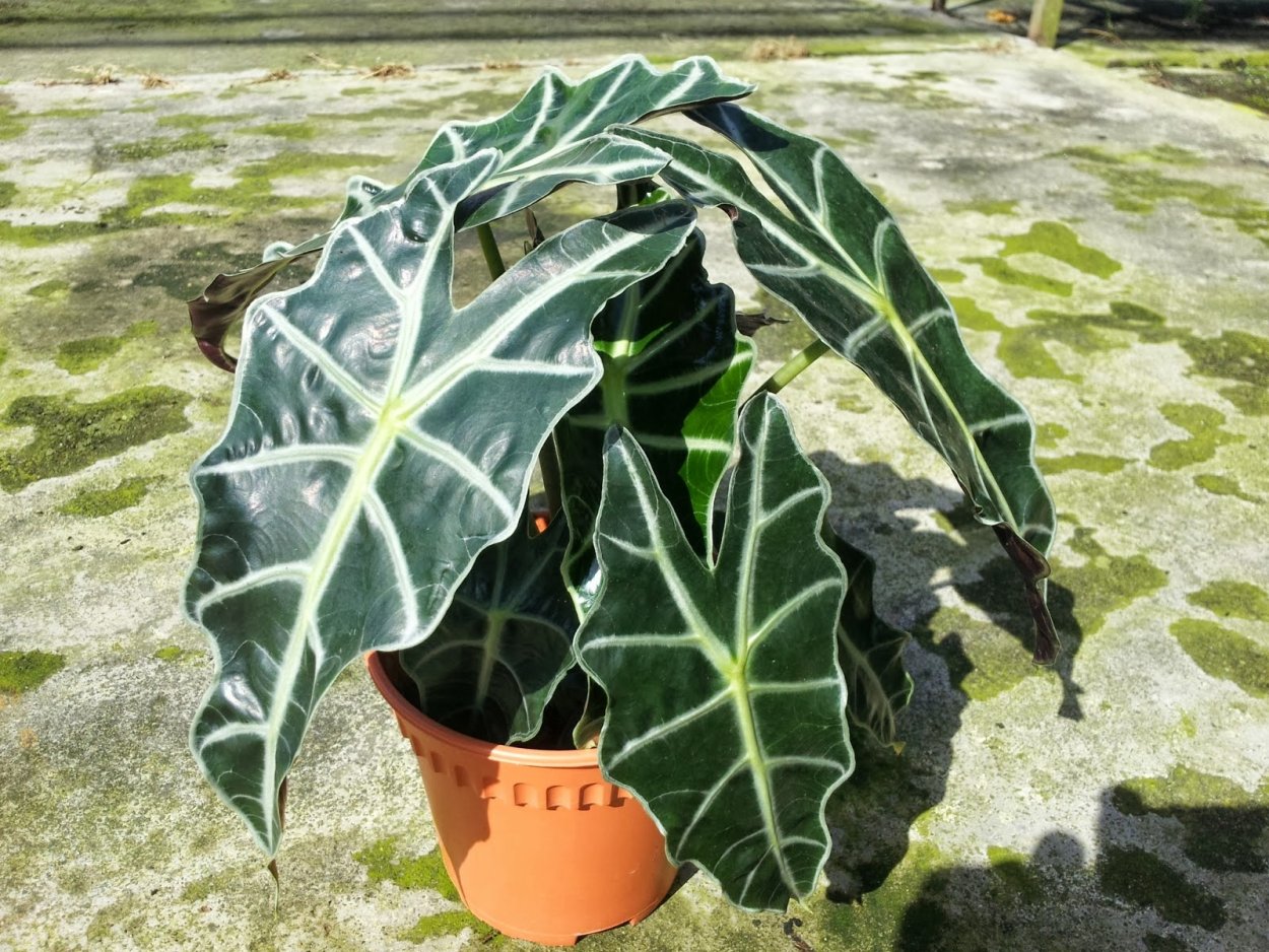 Alocasia зебрина