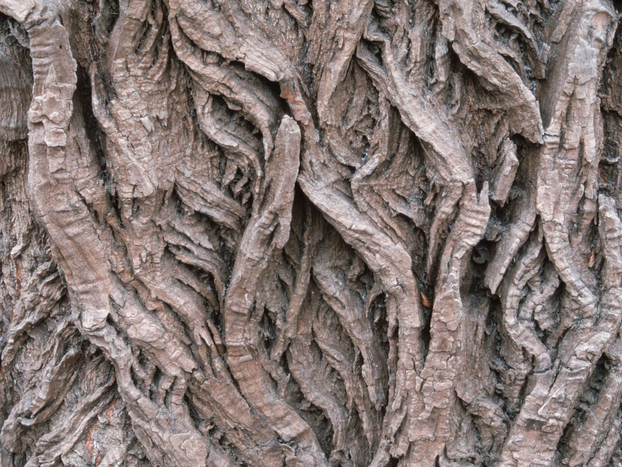 Кора пробкового дуба