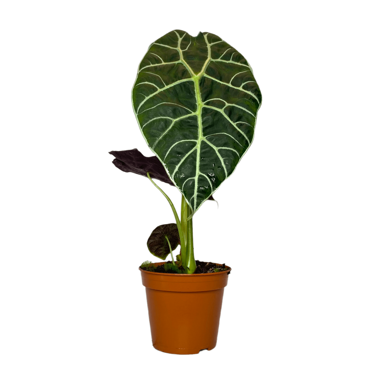 Алоказия зебрина