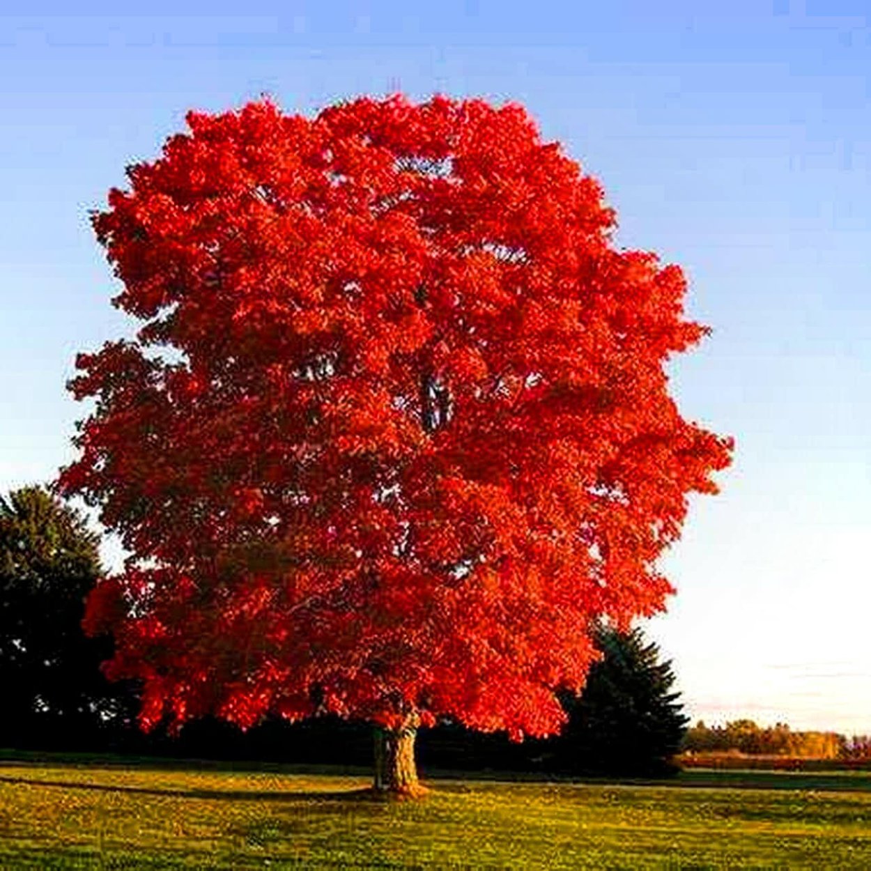 Дуб красный, Северный Quercus rubra