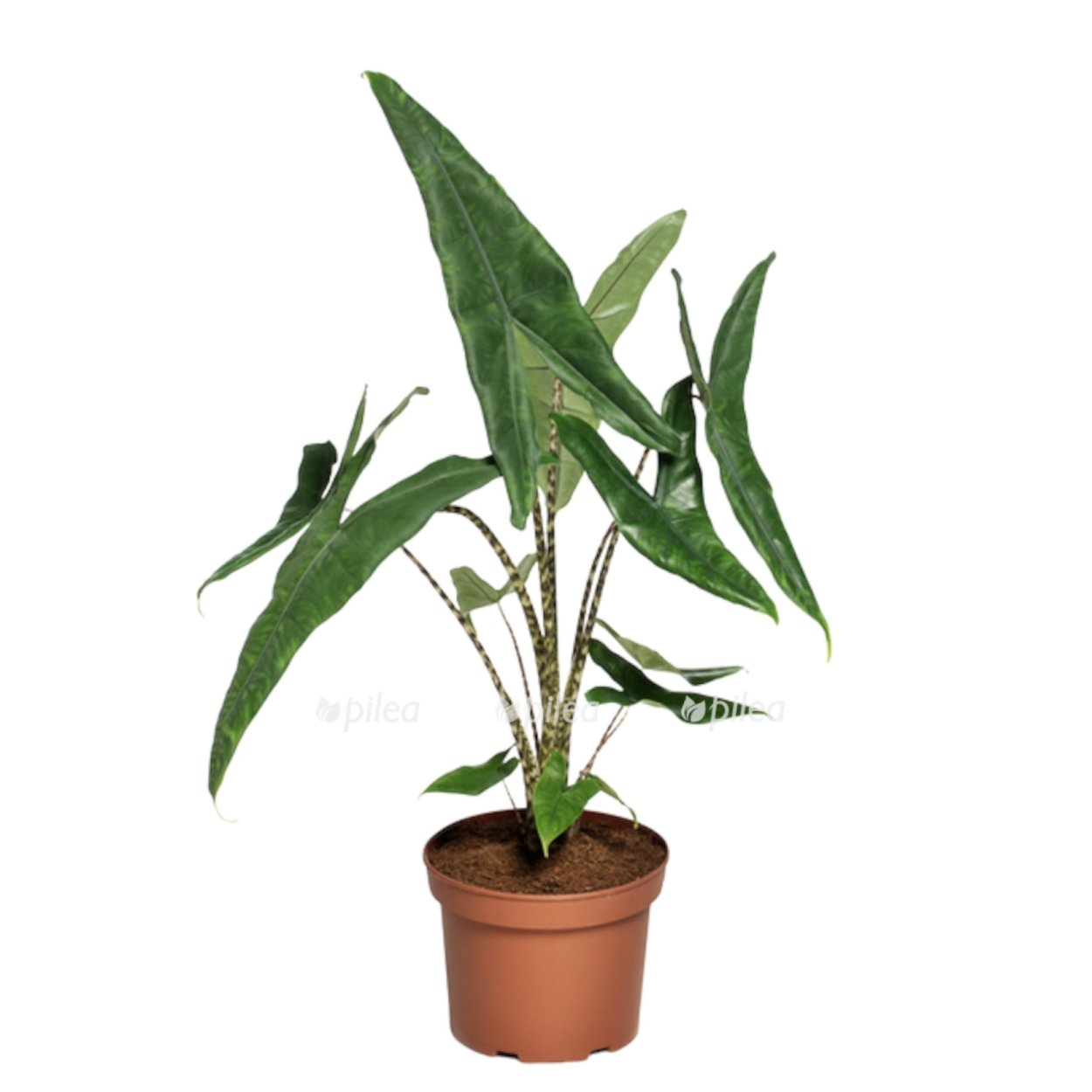 Алоказия Блэк зебрина