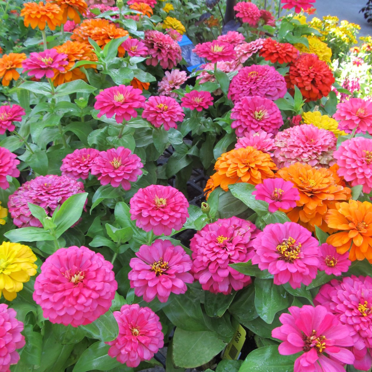 Цинния Дримленд микс