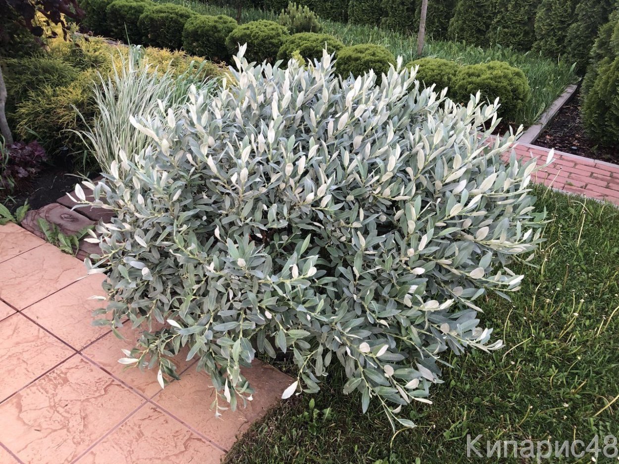 Ива швейцарская Salix helvetica