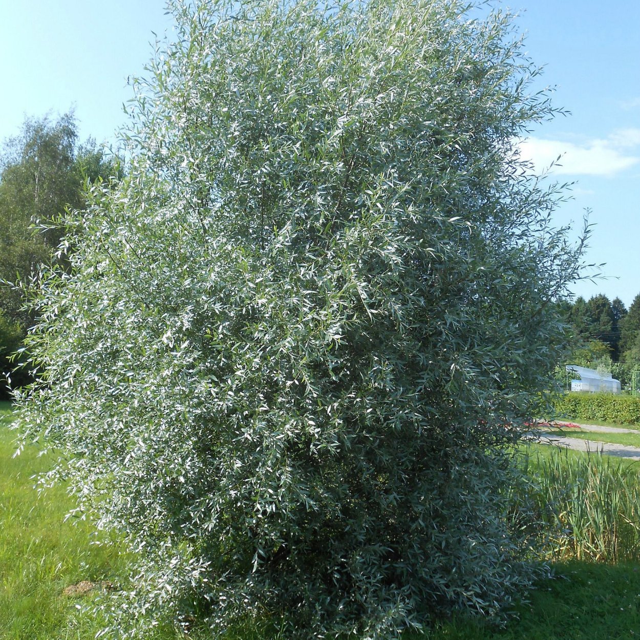 Ива лох серебристая