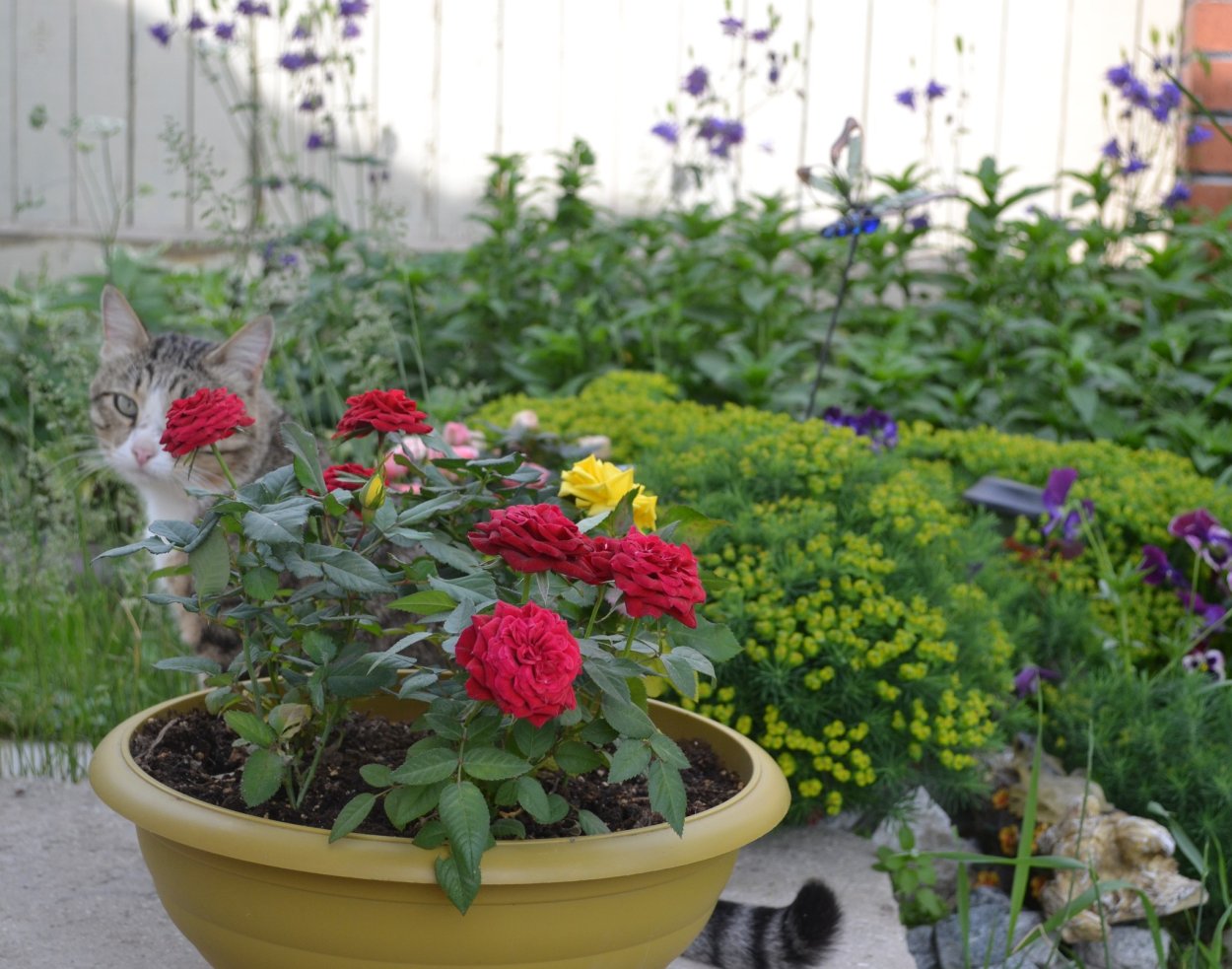 Контейнерные георгины