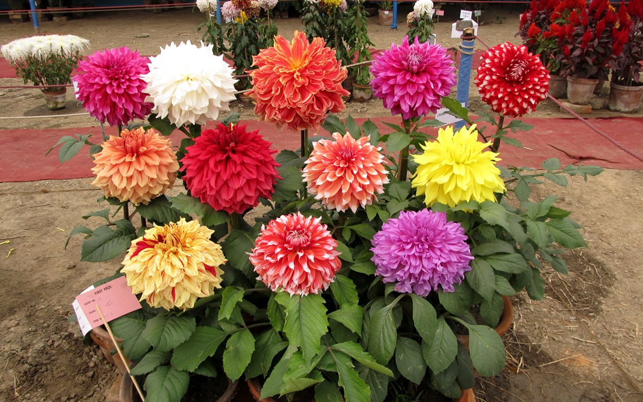 Георгин Dahlia variabilis