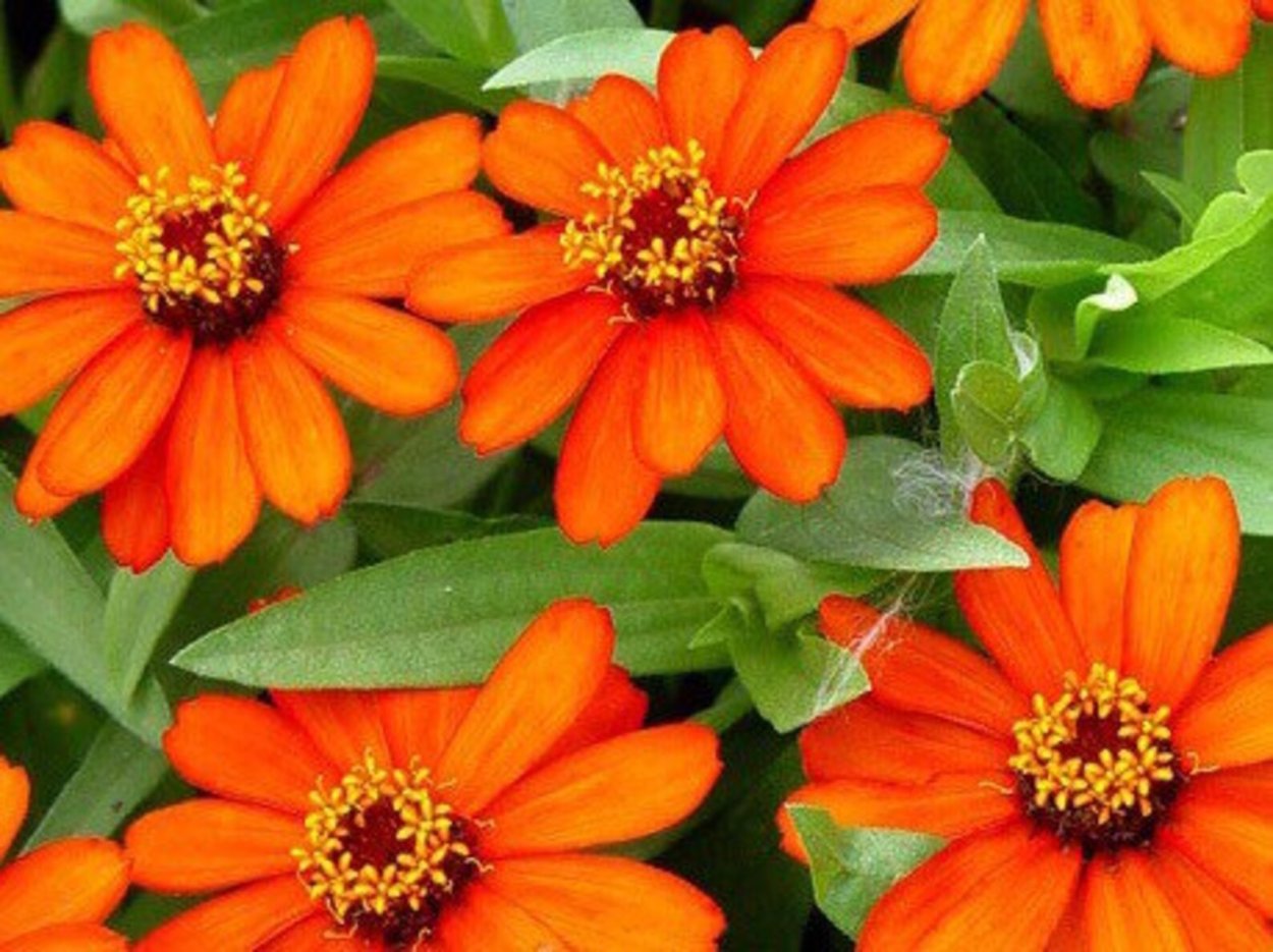 Цинния узколистная оранжевая