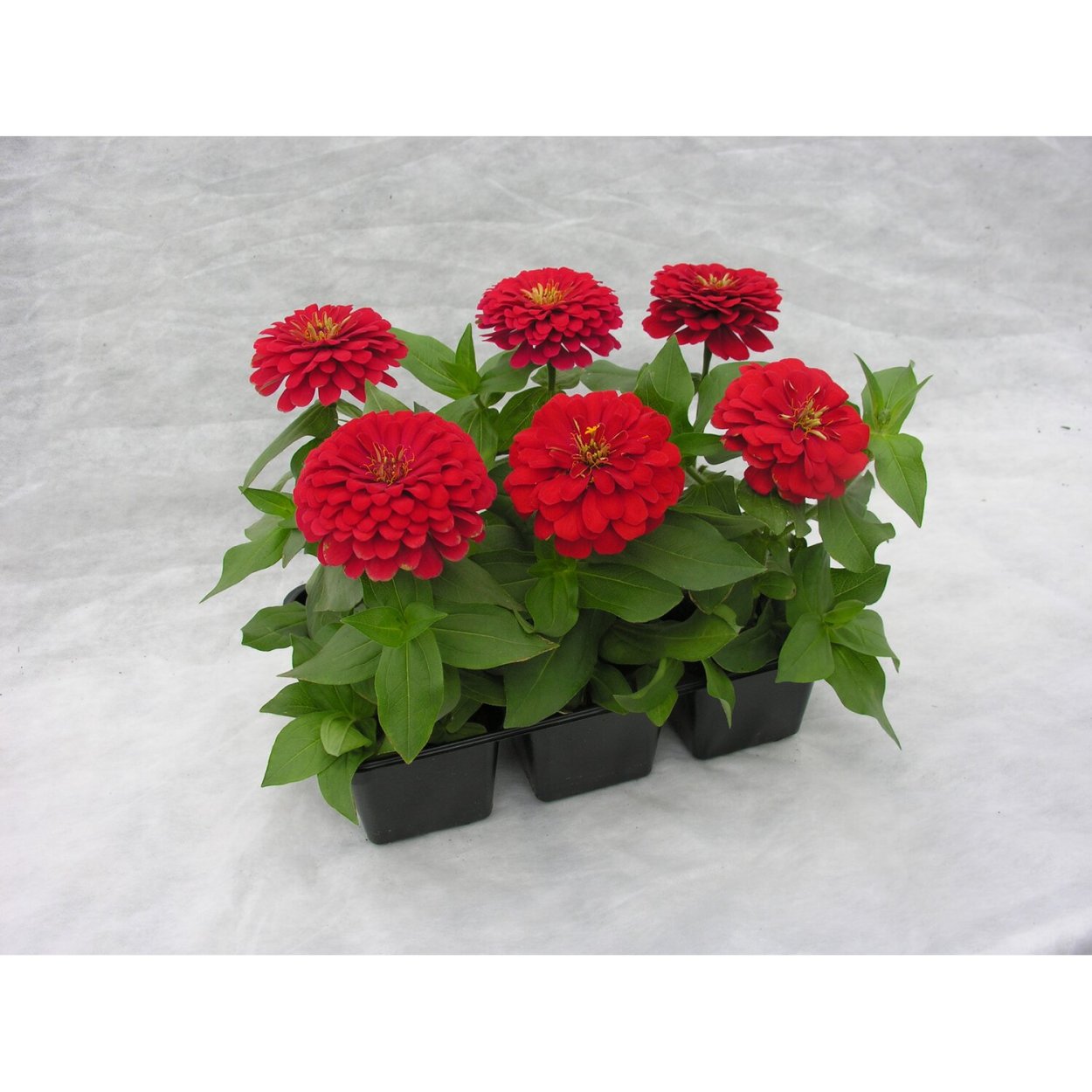 Циния мультифлора