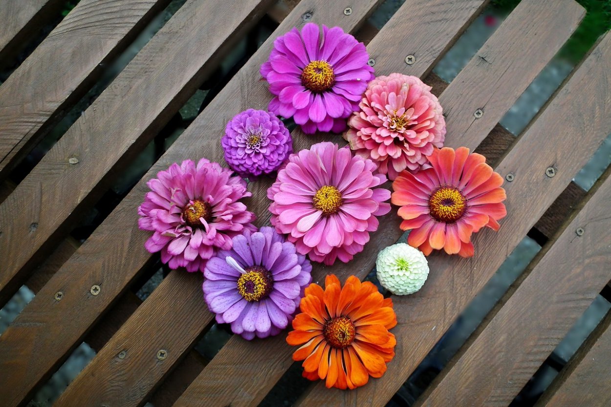 Фон для открытки цинии