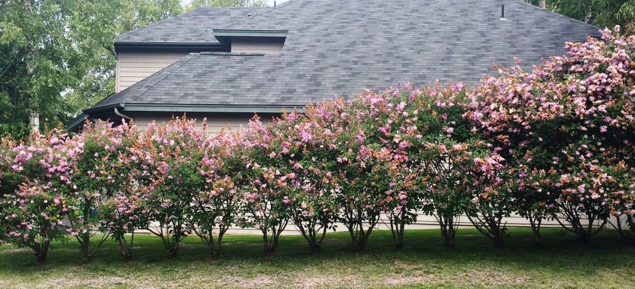 Ирга канадская Ламарка Живая изгородь