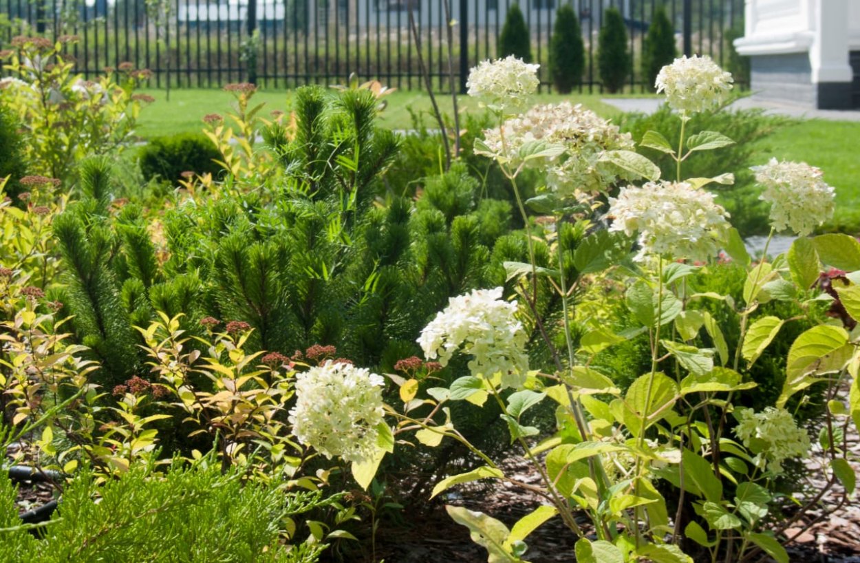 Туя спирея гортензия