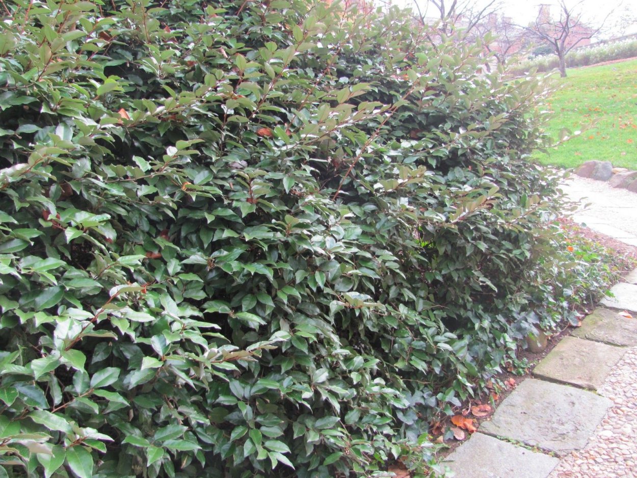 Османтус Живая изгородь