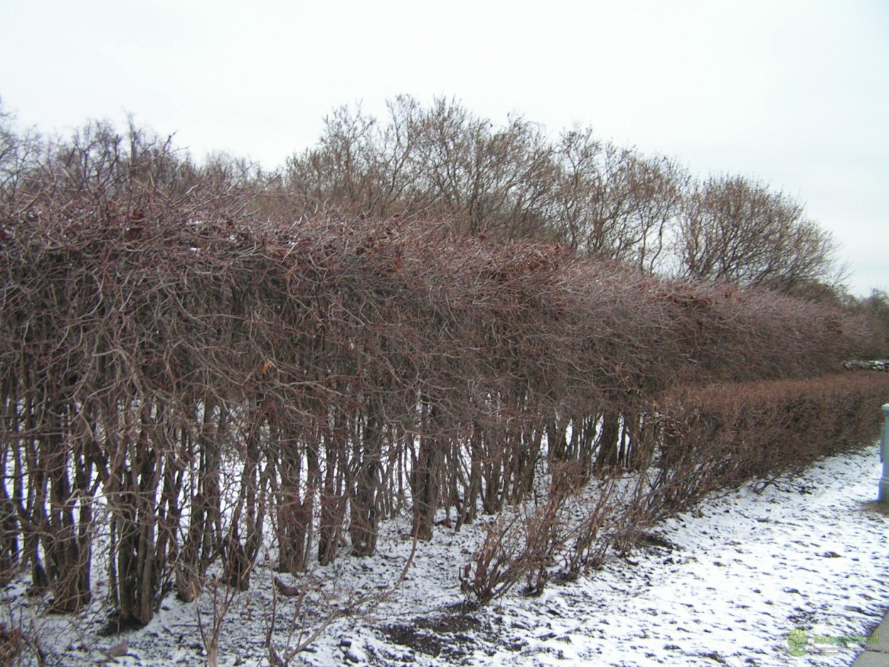 Бирючина Живая изгородь зимой